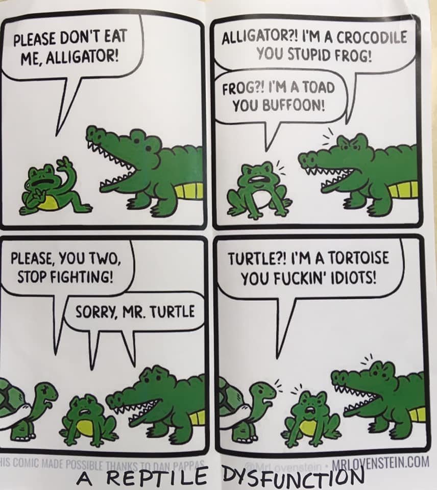 Turtle.jpg
