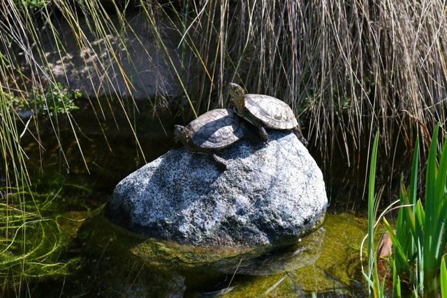 Turtle Twosome.jpg