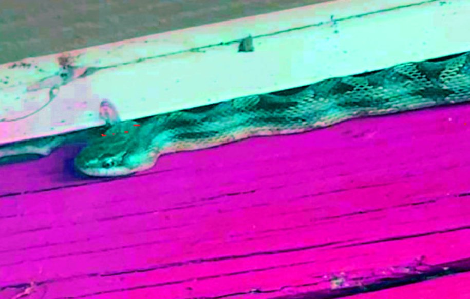 upload_2024-6-11_21-27-12.png