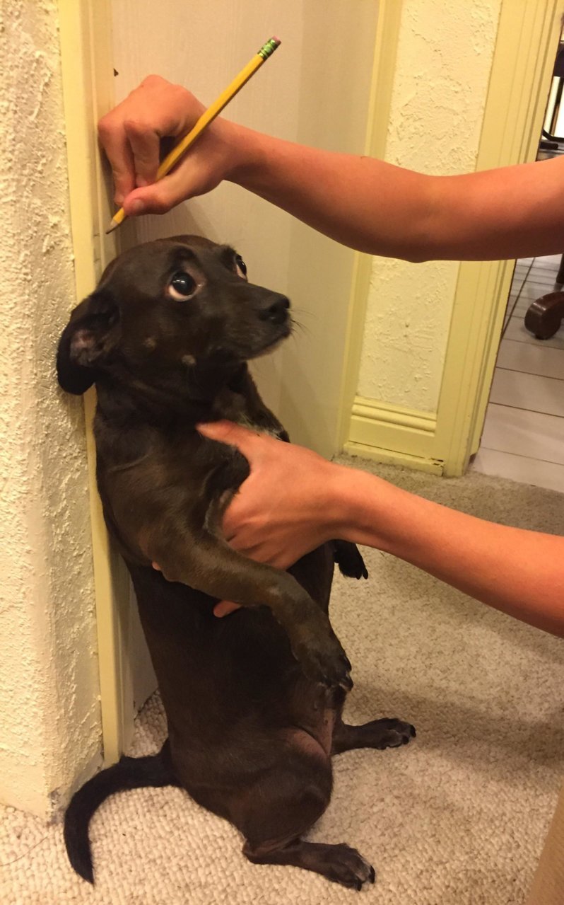 weiner.jpg