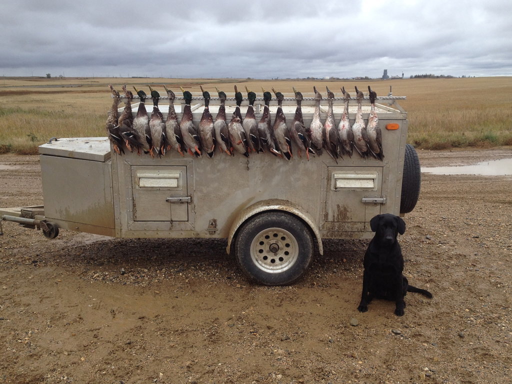 Wheat Field Hunt1.jpg