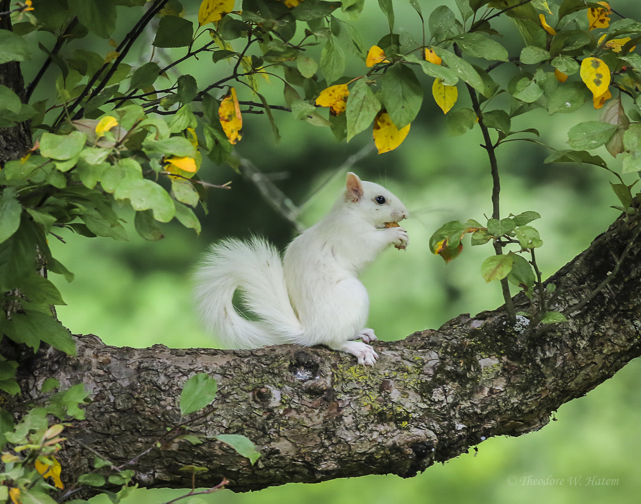 White Squirrel.1.jpg
