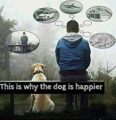 why dogs are happier.jpg