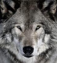 wolf.jpg