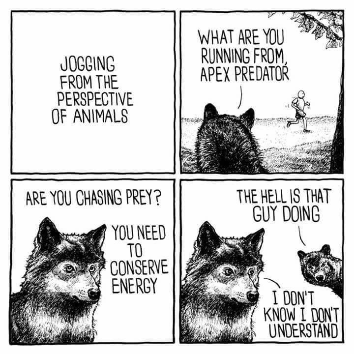 wolf.jpg