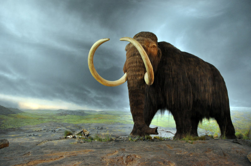 Woolly_mammoth.jpg