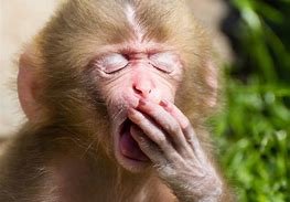 yawning.jpg