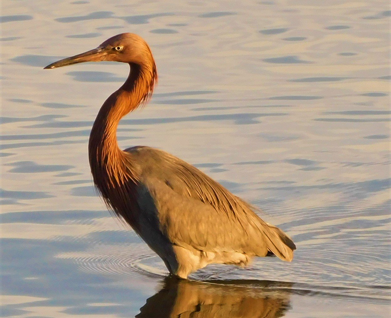 Young Adult Reddish Egret.jpg