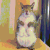 image.gif