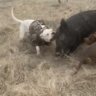 HogDogGirl