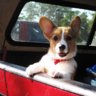 Tundradoglover11