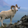 RAM 54