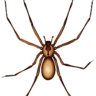 Recluse07