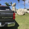 Tinian Tundra