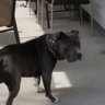 reservoirdog2