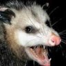 BigOlPossum
