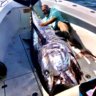 FishCatcher