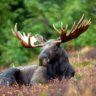MOOSEDROOLINC