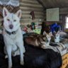 Sleddog0311