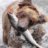 BearWithFish
