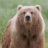 CallsignKodiak