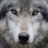 GrayWolf