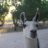 LLamaguy