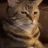 Gato_de_Campo
