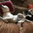 sleepydog