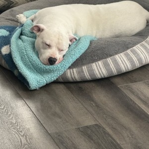 How this is comfortable, blows my mind. Although, hell sleep on the couch with his head hanging off of the couch too lol