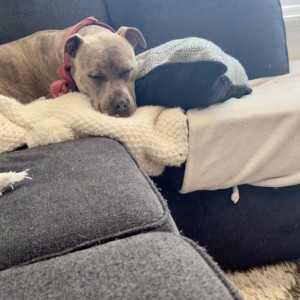 Tired from tearing apart a large stuffed animal in the loft