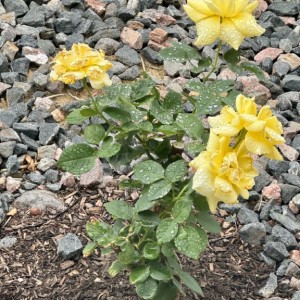 Ceramic coated the rose bushes