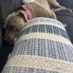 She has been enjoying lying next to pillows for the last month or so lol