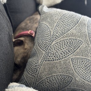 Whenever shes on the loft (gaming) couch with me, she always wants to bury her face behind a pillow lol