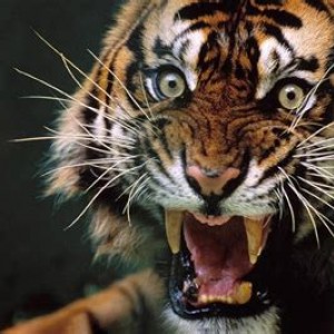Angry Tiger