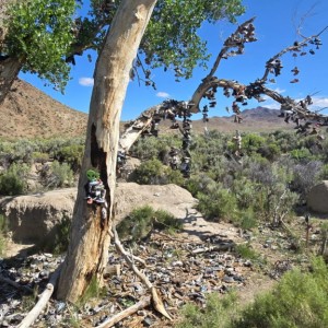 Shoe Tree