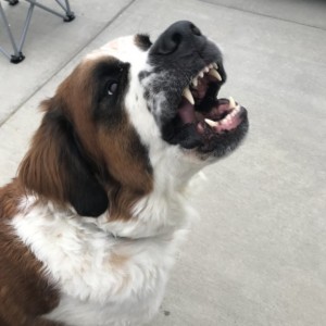 Neighbors dog stopped by...over 200lbs and he sits on you like hes a puppy