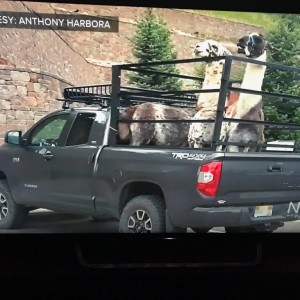 Who made Next with their lamas and Tundra in Evergreen? Most Colorado thing seen today.