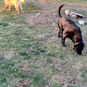 Dodge & Lilly