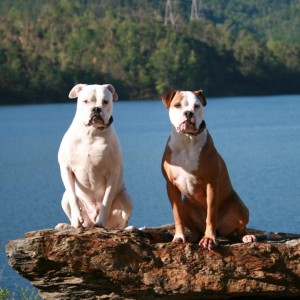Pups