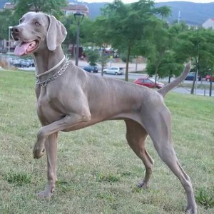 Best Dog To Have.   A Pure Bred Weimaraner