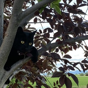 CATS