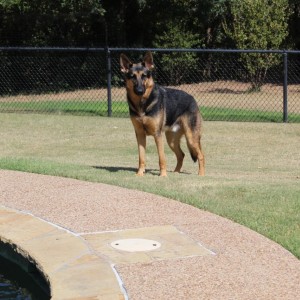 Duke