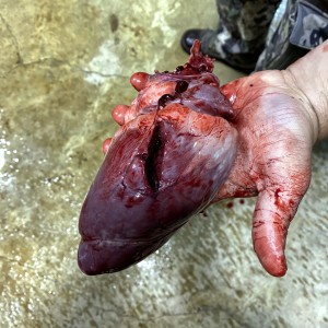 HEART