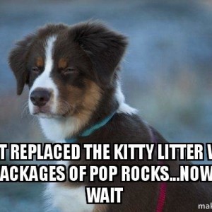 Cat Litter Pop Rocks