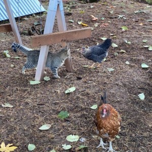 Jack Jack visiting with the chickens