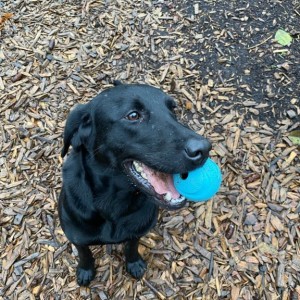 Ally with what she's thankful for... or really what she's thankful for when I throw it for her