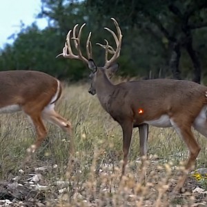 DEER 1