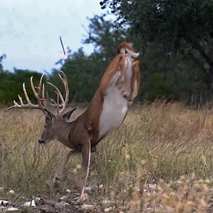 DEER 3