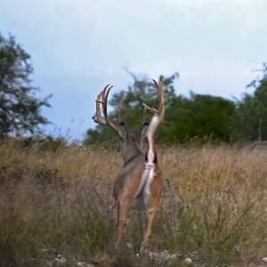 DEER 4